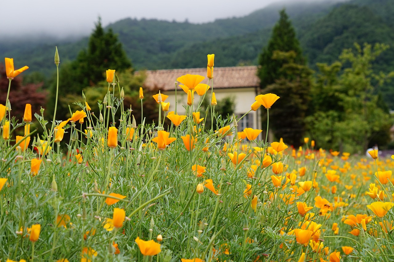 DDOS压力测试网页端|安贞桥注册代理