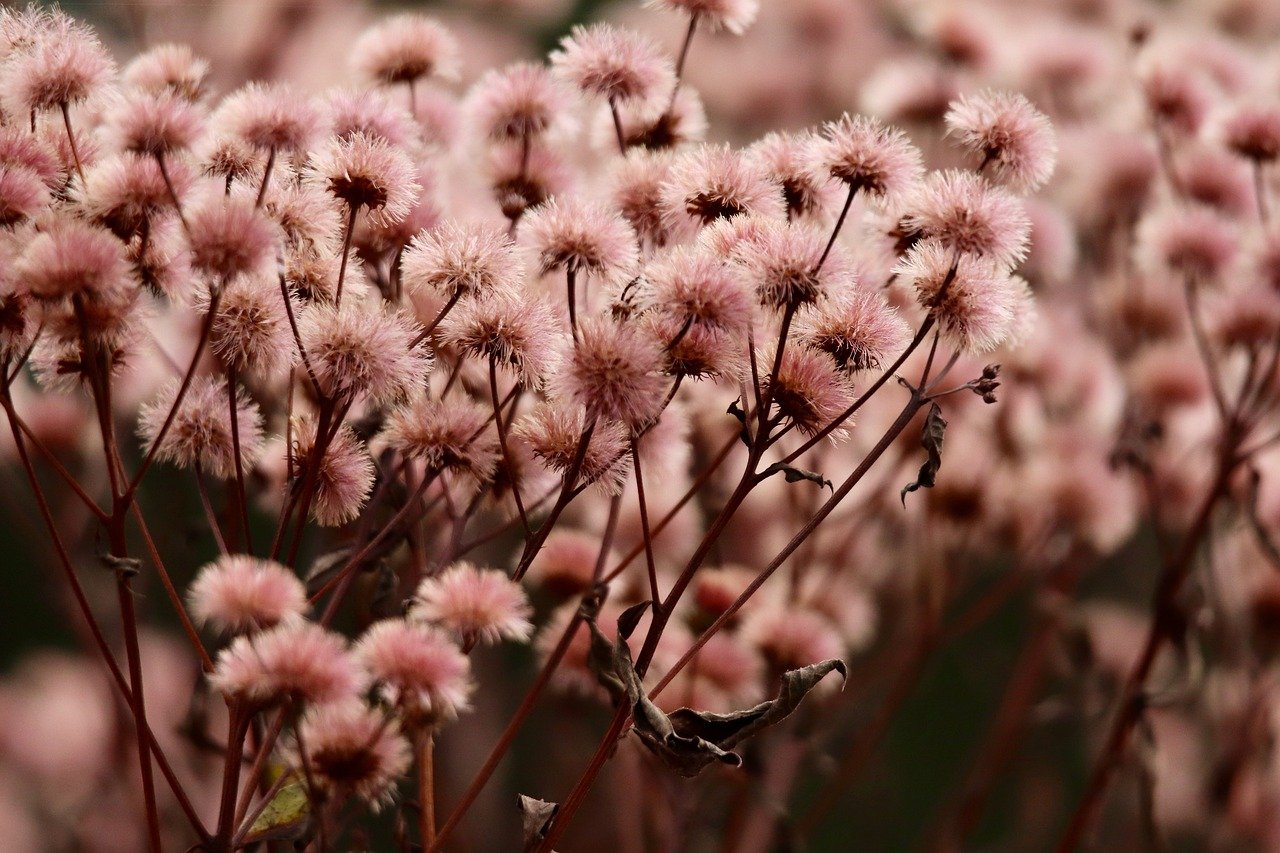 阿里山中支大华黄金眼爆珠：平台购买专辑教程